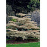 CORNUS controversa VARIEGATA (Cornouiller des pagodes panaché)