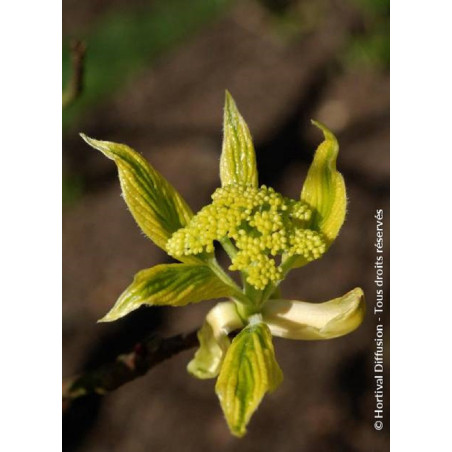CORNUS controversa VARIEGATA (Cornouiller des pagodes panaché)