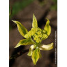 CORNUS controversa VARIEGATA (Cornouiller des pagodes panaché)