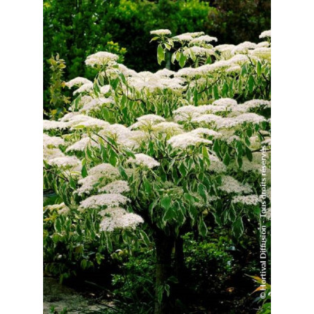CORNUS controversa VARIEGATA (Cornouiller des pagodes panaché)