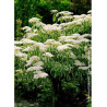 CORNUS controversa VARIEGATA (Cornouiller des pagodes panaché)