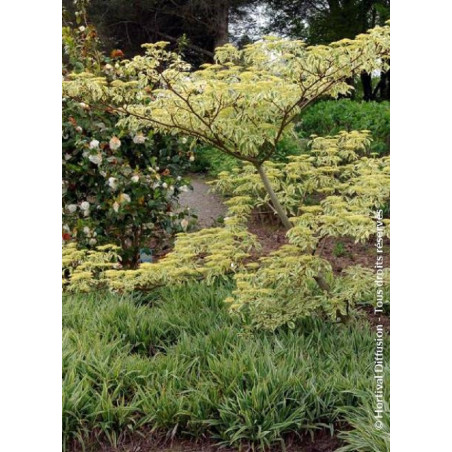 CORNUS controversa VARIEGATA (Cornouiller des pagodes panaché)