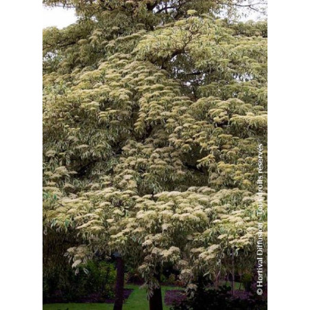 CORNUS controversa VARIEGATA (Cornouiller des pagodes panaché)
