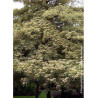 CORNUS controversa VARIEGATA (Cornouiller des pagodes panaché)