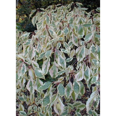 CORNUS controversa VARIEGATA (Cornouiller des pagodes panaché)