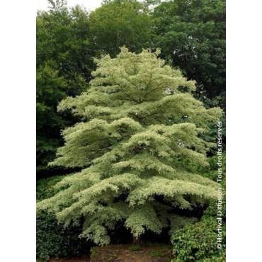 CORNUS controversa VARIEGATA (Cornouiller des pagodes panaché)