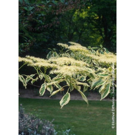CORNUS controversa VARIEGATA (Cornouiller des pagodes panaché)