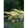 CORNUS controversa VARIEGATA (Cornouiller des pagodes panaché)