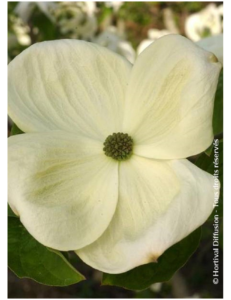 CORNUS EDDIE'S WHITE WONDER (Cornouiller à fleurs)