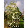 CORNUS EDDIE'S WHITE WONDER (Cornouiller à fleurs)