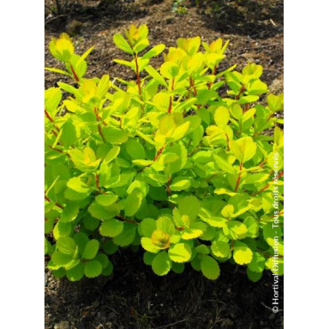 SPIRAEA betulifolia TOR GOLD cov (Spirée à feuilles de bouleau)