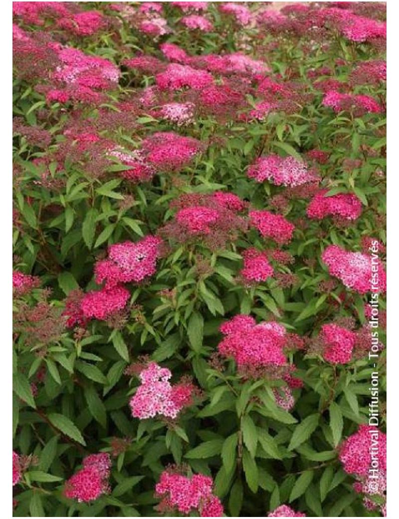 SPIRAEA japonica ANTHONY WATERER (Spirée)