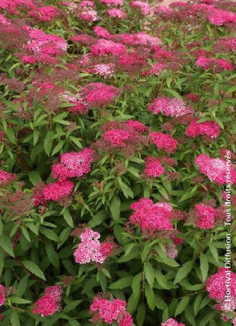 SPIRAEA japonica ANTHONY WATERER