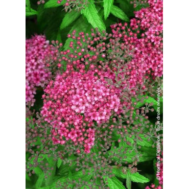 SPIRAEA japonica ANTHONY WATERER (Spirée)