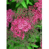 SPIRAEA japonica ANTHONY WATERER (Spirée)