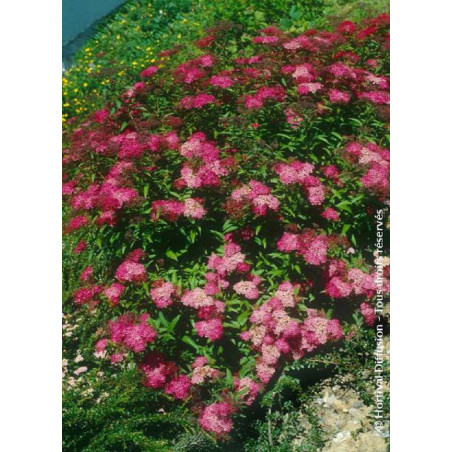 SPIRAEA japonica ANTHONY WATERER (Spirée)