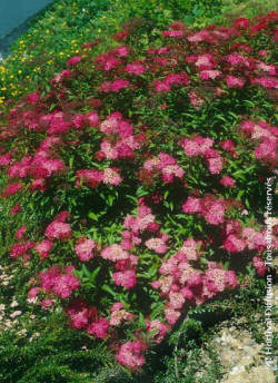 SPIRAEA japonica ANTHONY WATERER