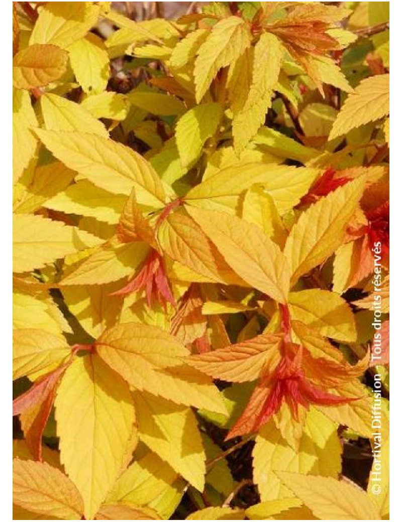 SPIRAEA japonica GOLDFLAME (Spirée)