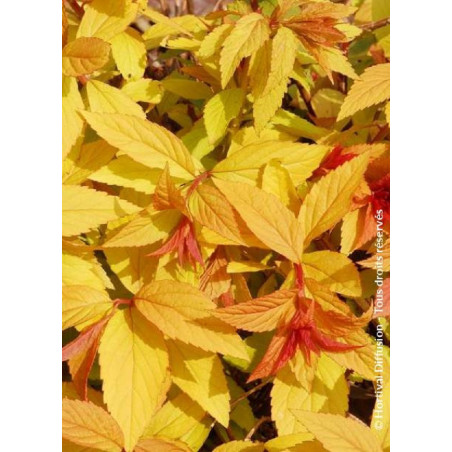 SPIRAEA japonica GOLDFLAME (Spirée)