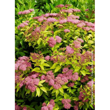 SPIRAEA japonica GOLDFLAME (Spirée)