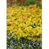 SPIRAEA japonica GOLDFLAME (Spirée)