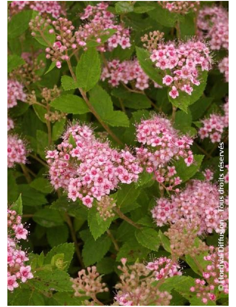 SPIRAEA japonica LITTLE PRINCESS (Spirée)