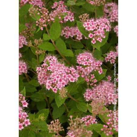 SPIRAEA japonica LITTLE PRINCESS (Spirée)