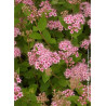 SPIRAEA japonica LITTLE PRINCESS (Spirée)