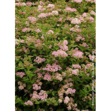 SPIRAEA japonica LITTLE PRINCESS (Spirée)