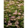 SPIRAEA japonica LITTLE PRINCESS (Spirée)