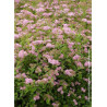 SPIRAEA japonica LITTLE PRINCESS (Spirée)