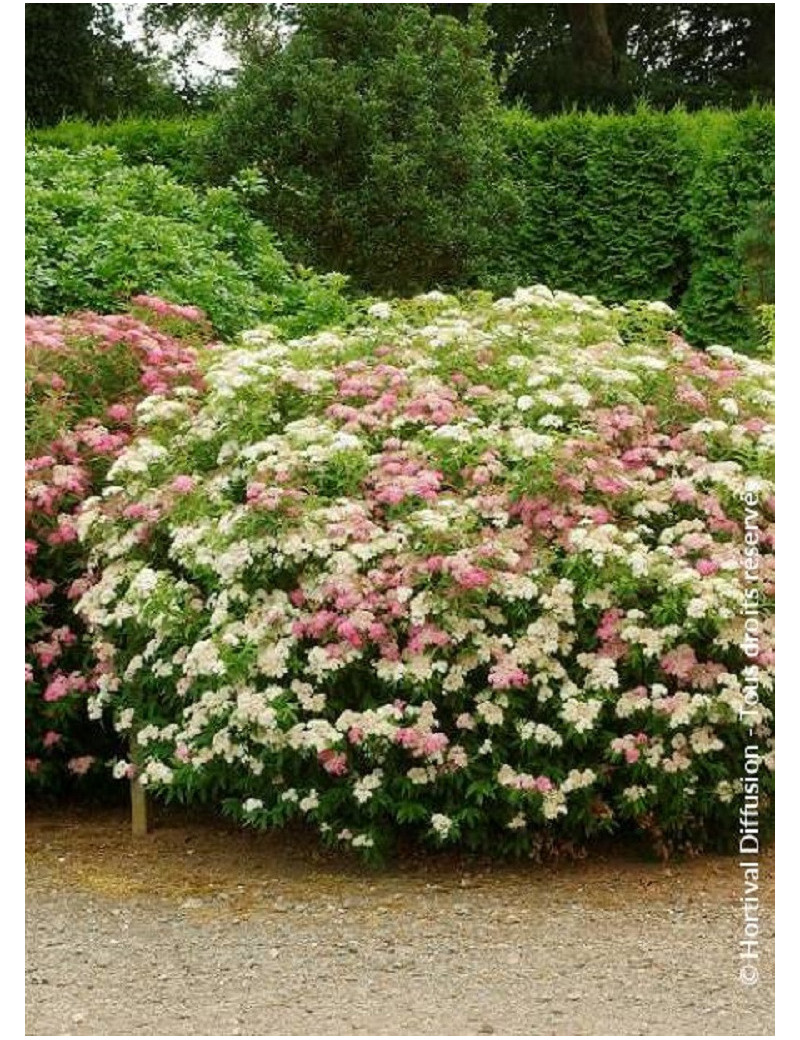 SPIRAEA japonica SHIROBANA (Spirée)