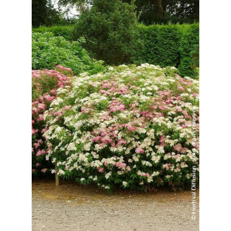 SPIRAEA japonica SHIROBANA (Spirée)