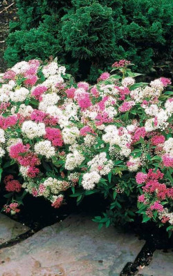 SPIRAEA japonica SHIROBANA