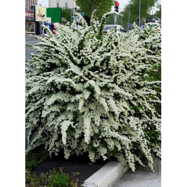 SPIRAEA nipponica SNOWMOUND (Spirée)