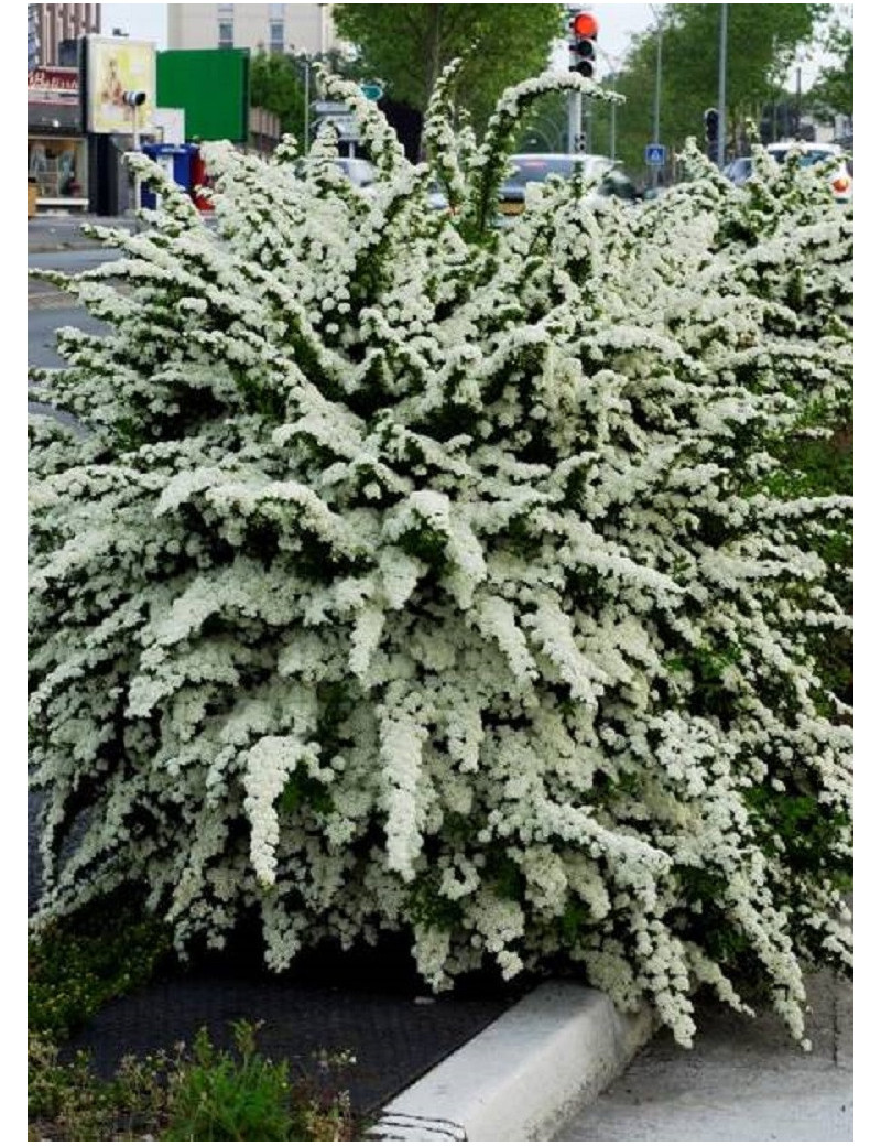 SPIRAEA nipponica SNOWMOUND (Spirée)