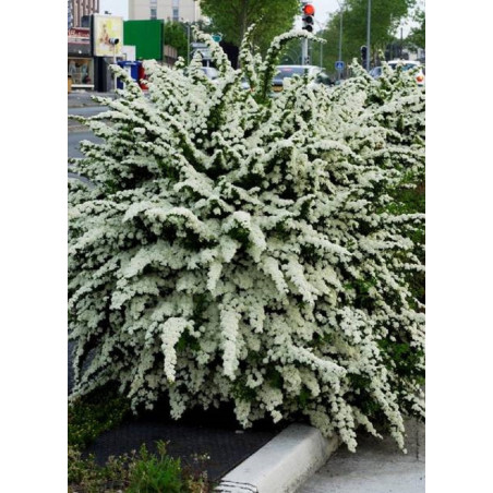 SPIRAEA nipponica SNOWMOUND (Spirée)