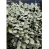 SPIRAEA nipponica SNOWMOUND (Spirée)