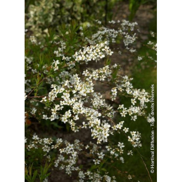 SPIRAEA thunbergii (Spirée)