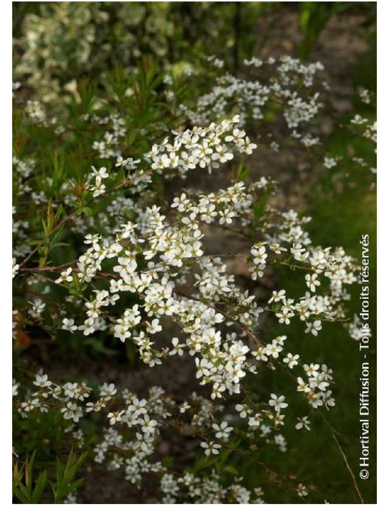 SPIRAEA thunbergii (Spirée)