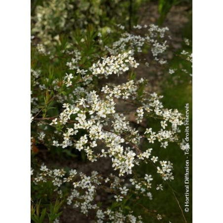 SPIRAEA thunbergii (Spirée)