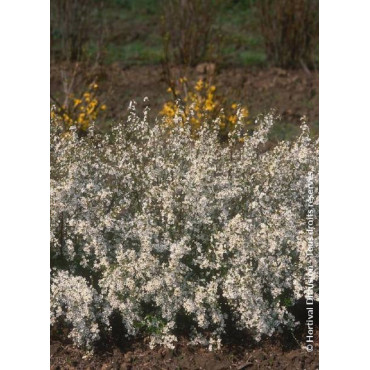 SPIRAEA thunbergii (Spirée)