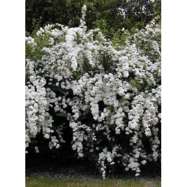 SPIRAEA vanhouttei (Spirée)