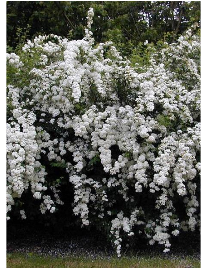 SPIRAEA vanhouttei (Spirée)