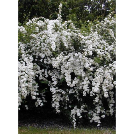 SPIRAEA vanhouttei (Spirée)