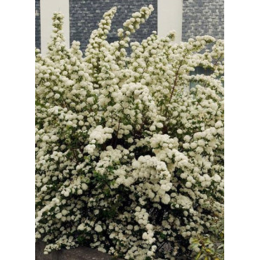 SPIRAEA vanhouttei (Spirée)