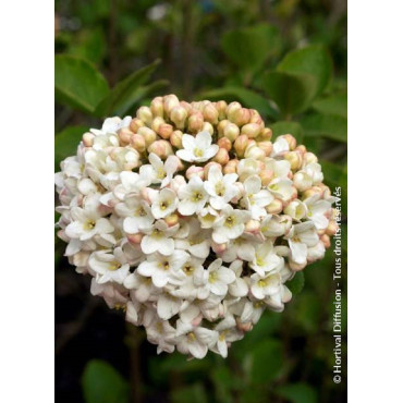 VIBURNUM CARLCEPHALUM (Viorne)