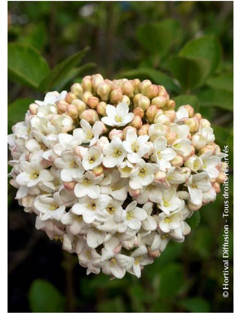 VIBURNUM CARLCEPHALUM (Viorne)