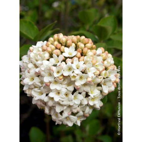 VIBURNUM CARLCEPHALUM (Viorne)