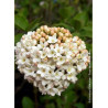 VIBURNUM CARLCEPHALUM (Viorne)